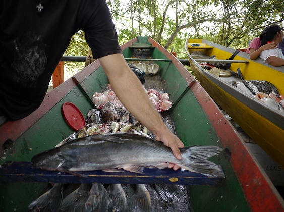 El Huila está invadido del prohibido pez basa • La Nación