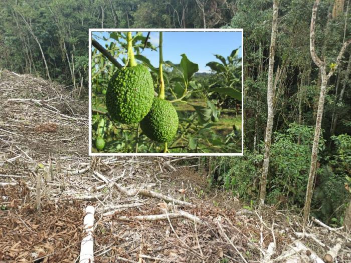 Environmental controversy over large-scale Hass avocado cultivation thumbnail